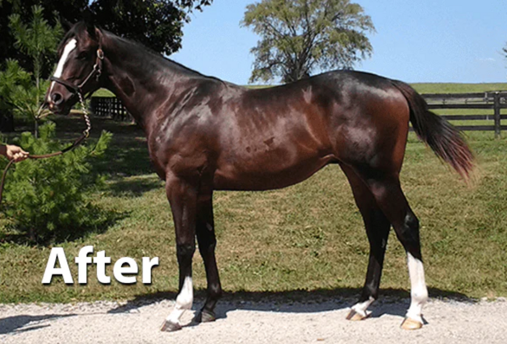 Chia Seeds for Horses, 48 lb. Bulk, Limited Supply! Chia Seeds Direct